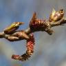 Fotografia 10 da espécie Populus nigra do Jardim Botânico UTAD