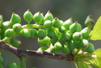 Fotografia da espécie Populus nigra