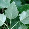 Fotografia 9 da espécie Populus alba do Jardim Botânico UTAD