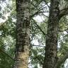 Fotografia 11 da espécie Populus alba do Jardim Botânico UTAD
