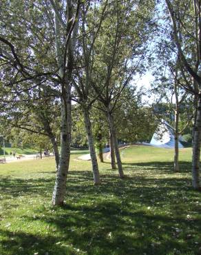 Fotografia 1 da espécie Populus alba no Jardim Botânico UTAD