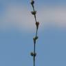 Fotografia 2 da espécie Polygonum bellardii do Jardim Botânico UTAD