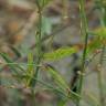 Fotografia 6 da espécie Polygonum bellardii do Jardim Botânico UTAD