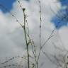 Fotografia 7 da espécie Polygonum bellardii do Jardim Botânico UTAD