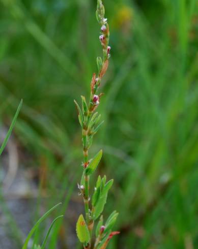 Fotografia de capa Polygonum bellardii - do Jardim Botânico