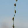 Fotografia 9 da espécie Polygonum bellardii do Jardim Botânico UTAD