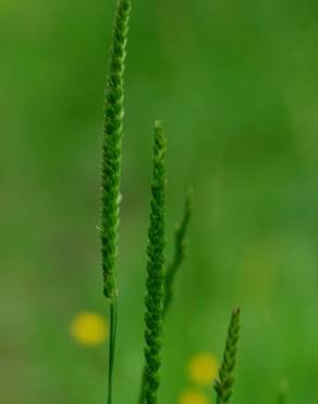 Fotografia 5 da espécie Cynosurus cristatus no Jardim Botânico UTAD