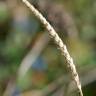 Fotografia 7 da espécie Cynosurus cristatus do Jardim Botânico UTAD