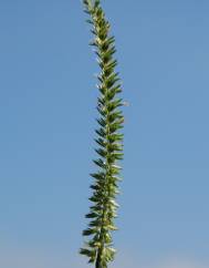 Cynosurus cristatus