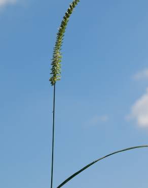 Fotografia 9 da espécie Cynosurus cristatus no Jardim Botânico UTAD