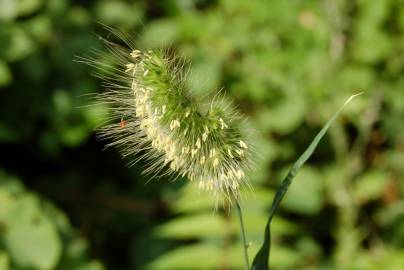 Fotografia da espécie Cynosurus echinatus