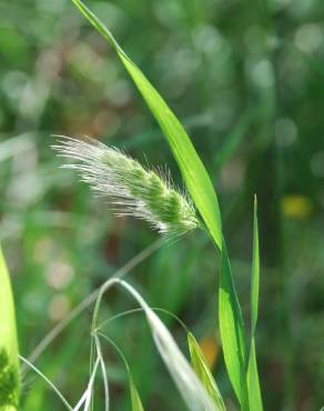 Fotografia 6 da espécie Cynosurus echinatus no Jardim Botânico UTAD