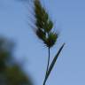 Fotografia 8 da espécie Cynosurus echinatus do Jardim Botânico UTAD