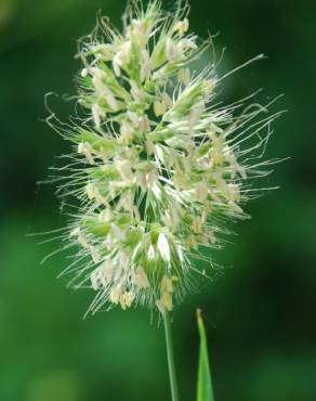 Fotografia 9 da espécie Cynosurus echinatus no Jardim Botânico UTAD