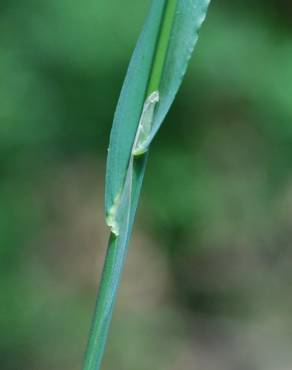 Fotografia 10 da espécie Cynosurus echinatus no Jardim Botânico UTAD