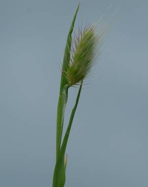 Fotografia 12 da espécie Cynosurus echinatus no Jardim Botânico UTAD