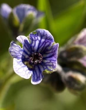 Fotografia 4 da espécie Cynoglossum creticum no Jardim Botânico UTAD