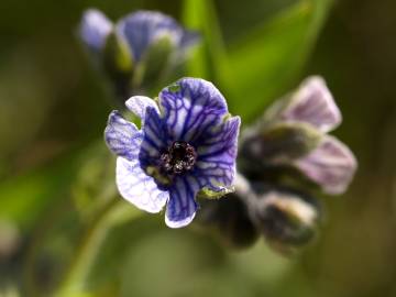 Fotografia da espécie Cynoglossum creticum