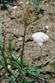 Fotografia da espécie Cyperus rotundus
