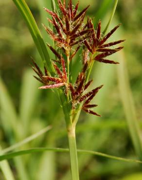 Fotografia 10 da espécie Cyperus rotundus no Jardim Botânico UTAD