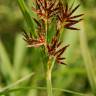 Fotografia 10 da espécie Cyperus rotundus do Jardim Botânico UTAD