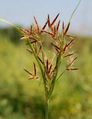 Cyperus rotundus