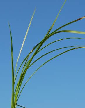 Fotografia 13 da espécie Cyperus rotundus no Jardim Botânico UTAD