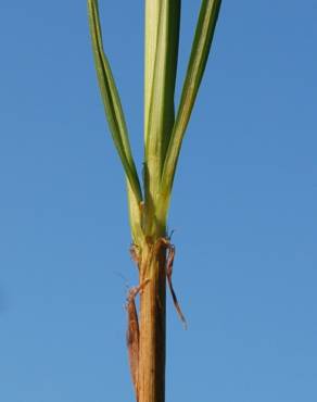 Fotografia 14 da espécie Cyperus rotundus no Jardim Botânico UTAD