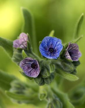 Fotografia 5 da espécie Cynoglossum creticum no Jardim Botânico UTAD