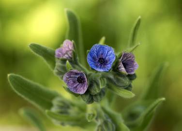 Fotografia da espécie Cynoglossum creticum