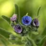 Fotografia 5 da espécie Cynoglossum creticum do Jardim Botânico UTAD