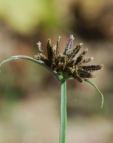 Fotografia de capa Cyperus fuscus - do Jardim Botânico