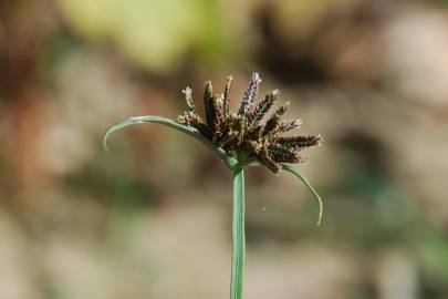 Fotografia da espécie Cyperus fuscus