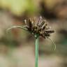 Fotografia 1 da espécie Cyperus fuscus do Jardim Botânico UTAD