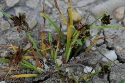 Fotografia da espécie Cyperus fuscus
