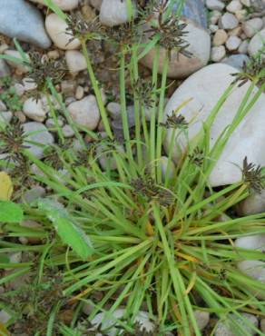 Fotografia 6 da espécie Cyperus fuscus no Jardim Botânico UTAD