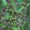 Fotografia 8 da espécie Cyperus fuscus do Jardim Botânico UTAD