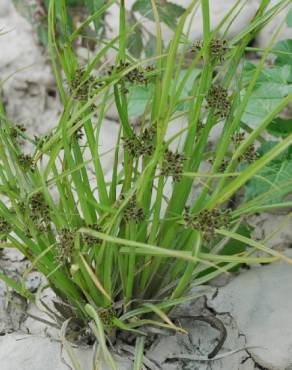 Fotografia 9 da espécie Cyperus fuscus no Jardim Botânico UTAD