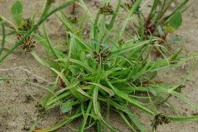 Fotografia da espécie Cyperus fuscus