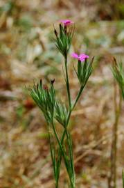 Fotografia da espécie Dianthus armeria subesp. armeria