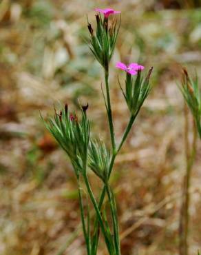 Fotografia 9 da espécie Dianthus armeria subesp. armeria no Jardim Botânico UTAD