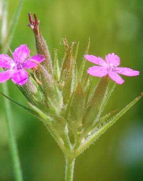 Fotografia 10 da espécie Dianthus armeria subesp. armeria no Jardim Botânico UTAD