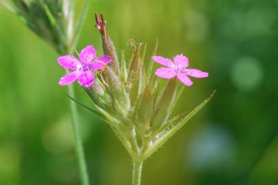 Fotografia da espécie Dianthus armeria subesp. armeria