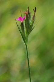 Fotografia da espécie Dianthus armeria subesp. armeria