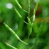 Fotografia 5 da espécie Diplotaxis erucoides subesp. erucoides do Jardim Botânico UTAD