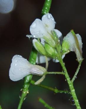 Fotografia 7 da espécie Diplotaxis erucoides subesp. erucoides no Jardim Botânico UTAD