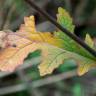 Fotografia 8 da espécie Diplotaxis erucoides subesp. erucoides do Jardim Botânico UTAD