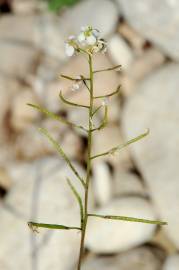 Fotografia da espécie Diplotaxis erucoides subesp. erucoides