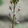 Fotografia 14 da espécie Diplotaxis erucoides subesp. erucoides do Jardim Botânico UTAD