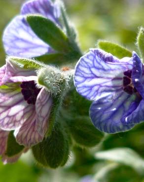 Fotografia 6 da espécie Cynoglossum creticum no Jardim Botânico UTAD